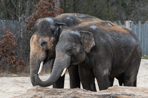 Two asian elephants in the zoo