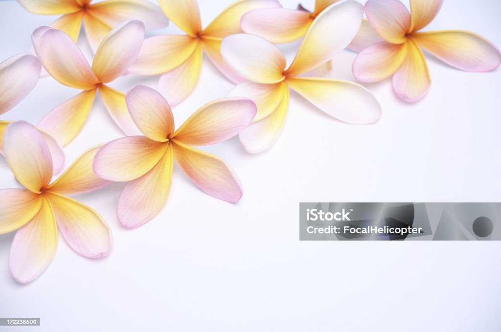 frangipani plumeria auf weiß diagonal - Lizenzfrei Blume Stock-Foto