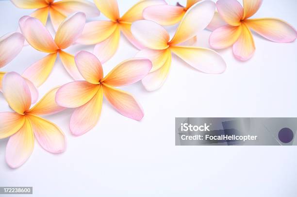 Frangipani Plumeria Auf Weiß Diagonal Stockfoto und mehr Bilder von Blume - Blume, Fotografie, Frangipani