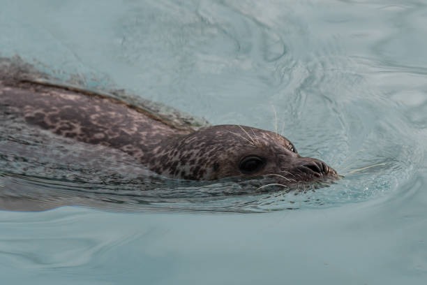istock Harbor seal in the water 1722386043