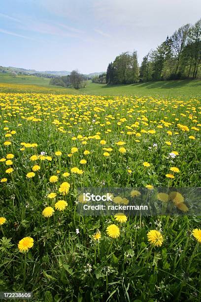 Foto de Dentes De Leão Em Prado e mais fotos de stock de Alemanha - Alemanha, Amarelo, Beleza natural - Natureza