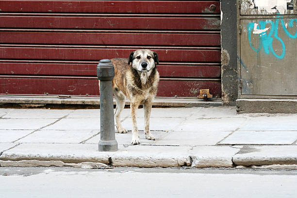 Stray dog in Palermo stock photo