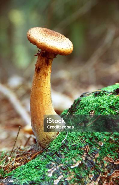 Grande Fungo - Fotografie stock e altre immagini di Autunno - Autunno, Close-up, Composizione verticale