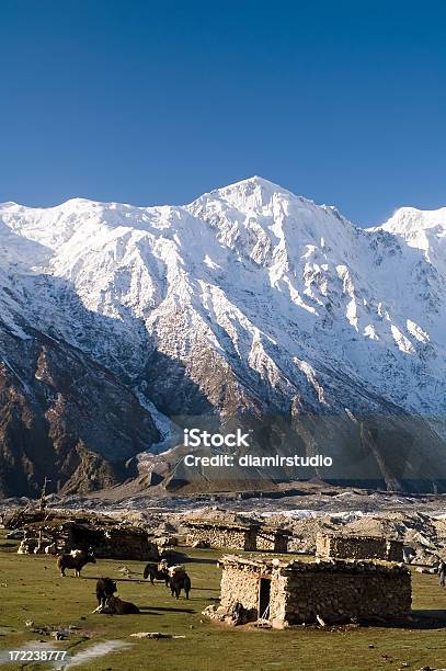 Karakorum Pakistan Yak In Yashpirt - Fotografie stock e altre immagini di Alpinismo - Alpinismo, Ambientazione esterna, Ambientazione tranquilla