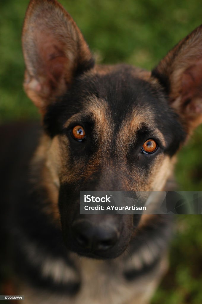 German Schäferhund - Lizenzfrei Deutscher Schäferhund Stock-Foto