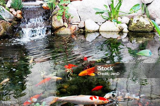 Koiteich Stockfoto und mehr Bilder von Teich - Teich, Zierkarpfen, Fisch