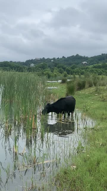 Cow graze and stay in the lake