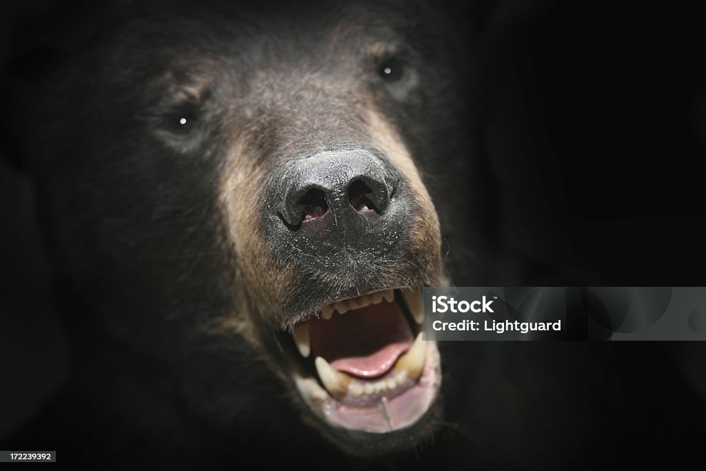 Alptraum bear - Lizenzfrei Angst Stock-Foto