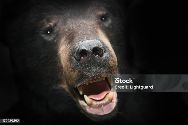 Alptraum Bear Stockfoto und mehr Bilder von Angst - Angst, Braunbär, Bär