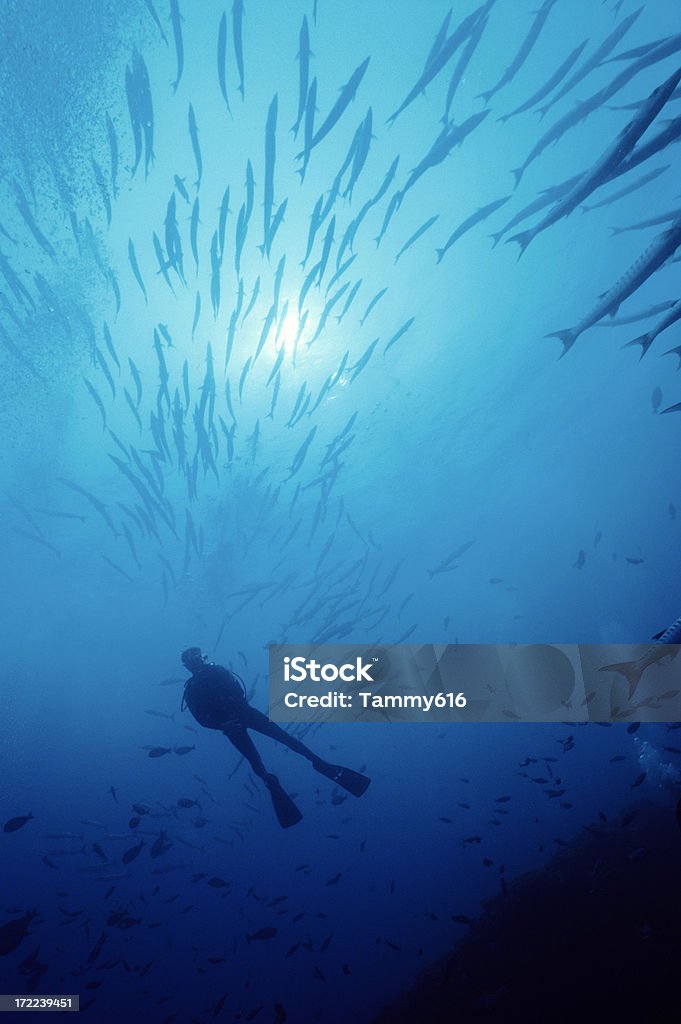 Sommozzatore & Barracudas In blu acqua - Foto stock royalty-free di Acqua
