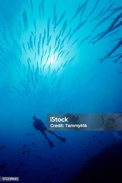 Sommozzatore Barracudas In Blu Acqua - Fotografie stock e altre immagini di Acqua - Acqua, Adulto, Animale