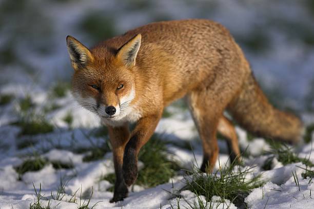 Red fox walking through some snowy grass stock photo