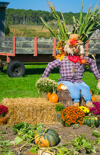 Autumn, fall decoration at pumplin patch featuing a scarecrow and wagon with straw and pumpkins in the background