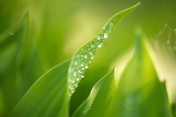 Lush foliage with water drops. Close-up with shallow DOF.