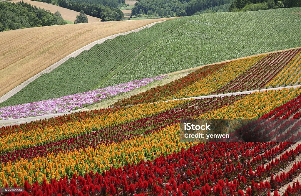 Campos de flores - Foto de stock de Agricultura libre de derechos