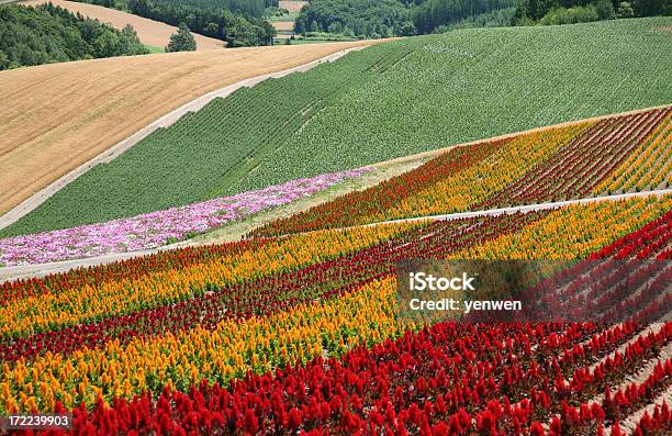 Campos De Flores Foto de stock y más banco de imágenes de Agricultura - Agricultura, Aire libre, Ajardinado