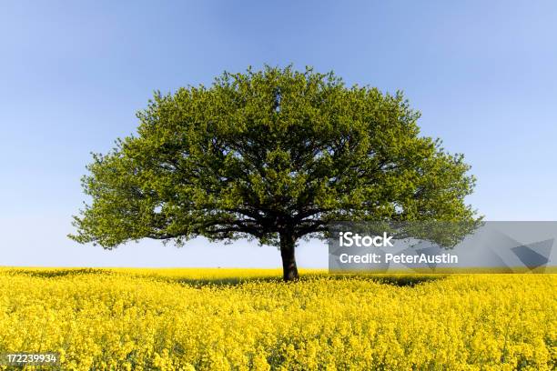 Oak Tree Of Solitude Stock Photo - Download Image Now - Live Oak Tree, English Oak, Tree