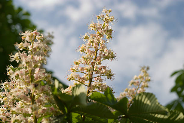 chestnut blooming stock photo