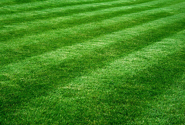 istock Beautifully mowed grass lawn 172239945