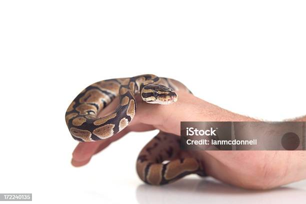 Pet Stock Photo - Download Image Now - Cut Out, Nonvenomous, Reptile