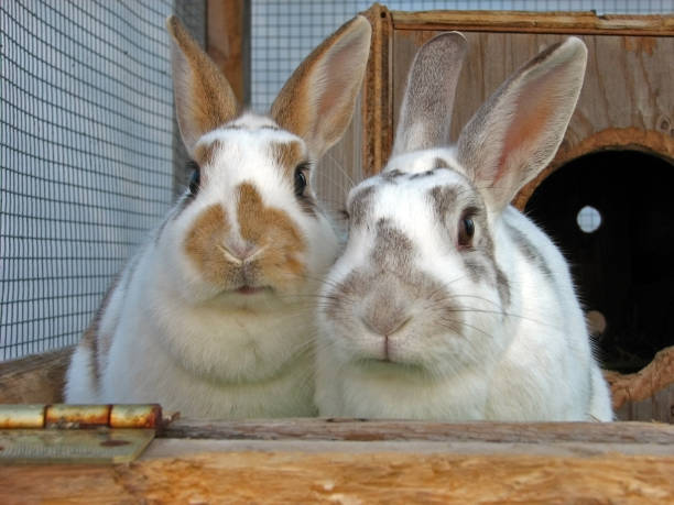 Cтоковое фото Два милый Кролик сидит в клетку