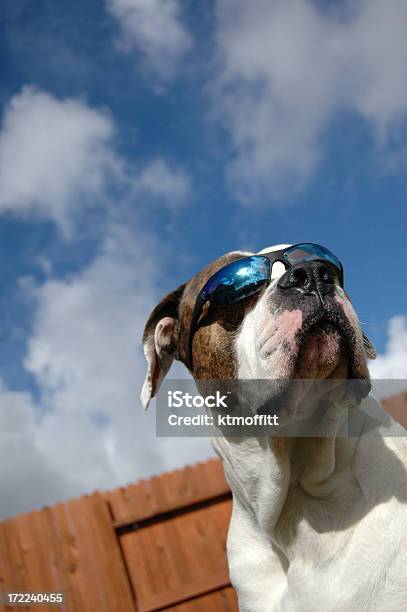 Joe Fresco - Fotografias de stock e mais imagens de Cão - Cão, Esquisito, Amizade