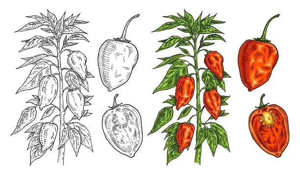 Vector illustration of Branch of habanero plant with leaf and pepper. Vintage engraving