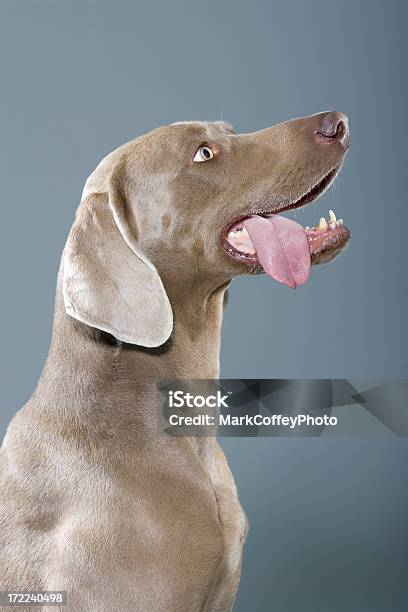 Weimaraner Tongue Out Stock Photo - Download Image Now - Sticking Out Tongue, Weimaraner, Animal