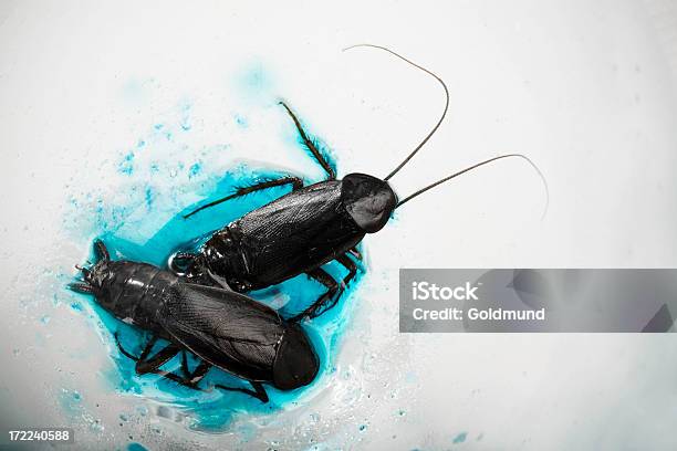Photo libre de droit de Cockroaches banque d'images et plus d'images libres de droit de Animal mort - Animal mort, Bleu, Cafard
