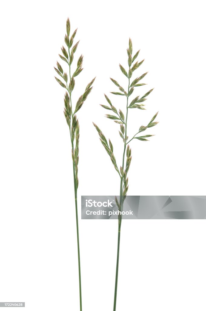 Трава стеблей с - Стоковые фото Изолированный предмет роялти-фри