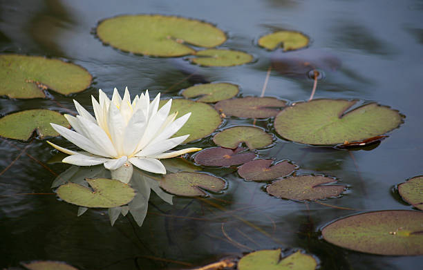 istock Lotus and lillies 172240654
