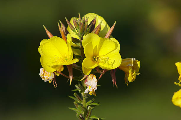 Evening primrose (Oenothera erythrosepala) is a source for a well-known oil that has supposed (or actual) benefit in treating a range of symptoms from diabetes to eczema. As such, it is a well-known plant in the field of traditional medicines. Nice soft bokeh beyond selective focus.
