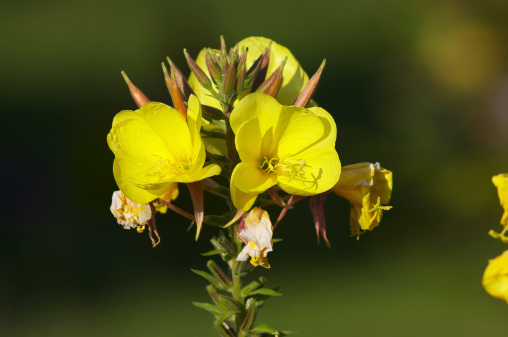 Evening primrose (Oenothera erythrosepala) is a source for a well-known oil that has supposed (or actual) benefit in treating a range of symptoms from diabetes to eczema. As such, it is a well-known plant in the field of traditional medicines. Nice soft bokeh beyond selective focus.