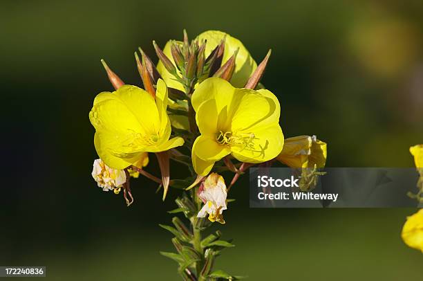 Yellow Evening Primrose Oenothera Erythrosepala Aglow Stock Photo - Download Image Now