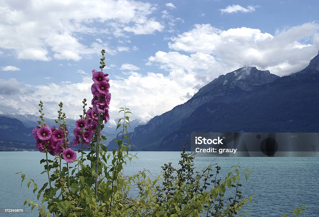 Flores na praia de Brienzersee - Foto de stock de Azul royalty-free