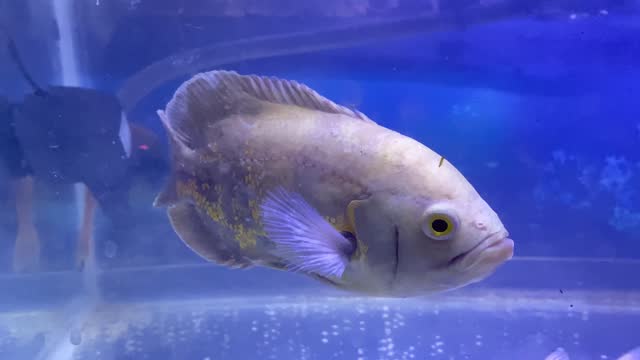oscar fish or astronotus ocellatus, freshwater fish in an aquarium