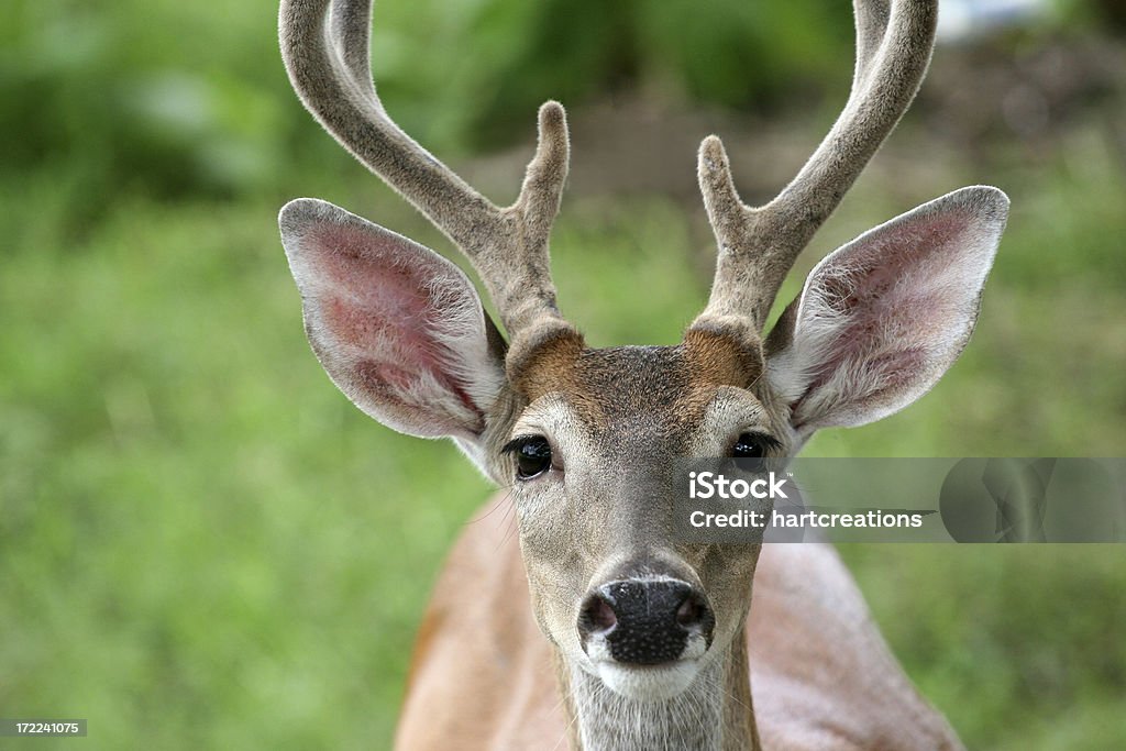 Mirando Fijamente deer - Foto de stock de Ciervo libre de derechos