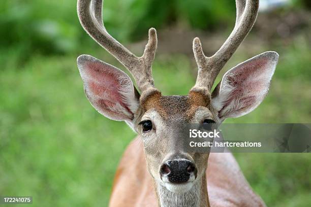 Mirando Fijamente Deer Foto de stock y más banco de imágenes de Ciervo - Ciervo, Primer plano, Cabeza de animal