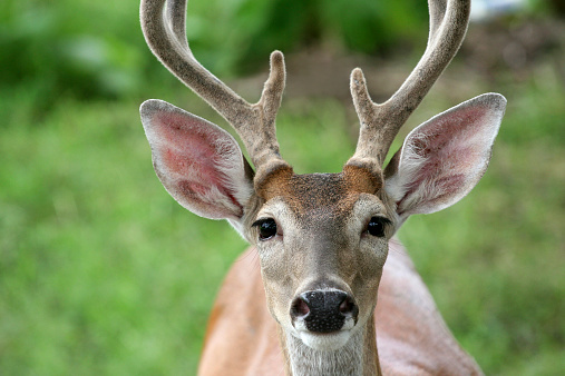 deer close-up