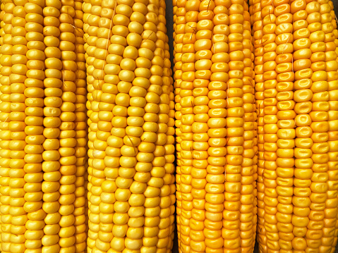 Sweetcorns background. Close-up of sweet corns in a row