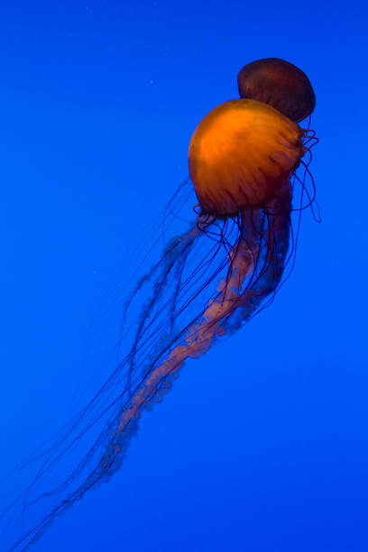 ortica del mare - scyphozoan foto e immagini stock