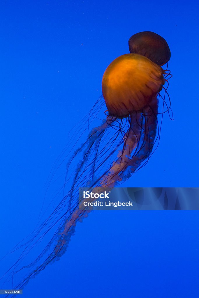 Sea Nettle - Zbiór zdjęć royalty-free (Barwne tło)