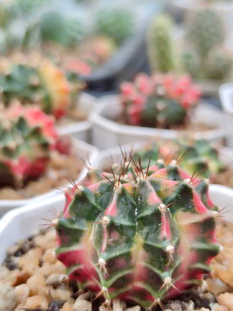 istock Close up on a small colorful cactus in the pot 1722412688