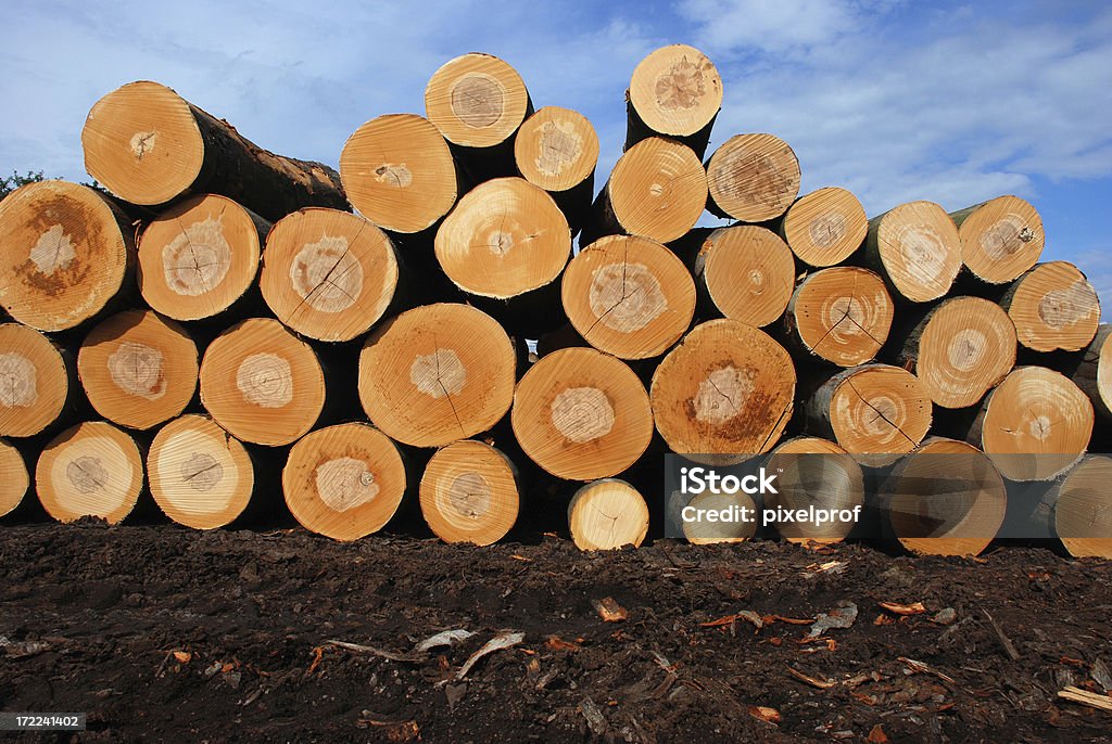 Beech arbre pile - Photo de Arbre libre de droits