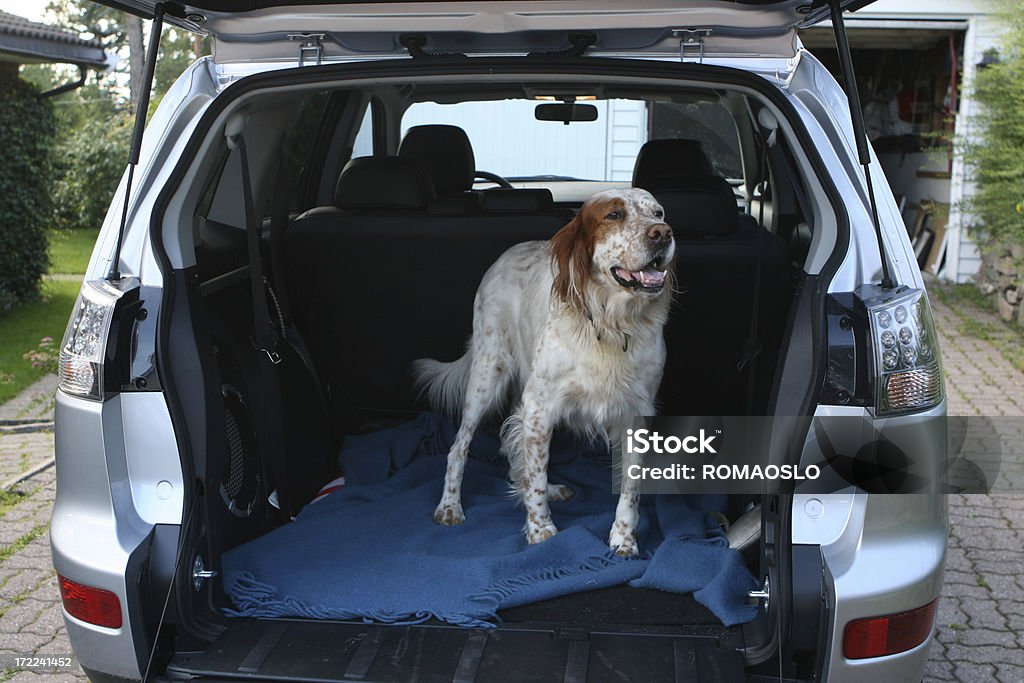 Englischer setter wartet im Auto - Lizenzfrei Hund Stock-Foto