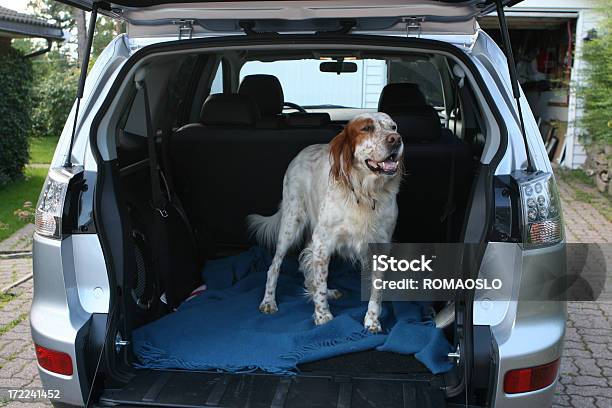 Englischer Setter Wartet Im Auto Stockfoto und mehr Bilder von Hund - Hund, Auto-Kofferraum, Auto