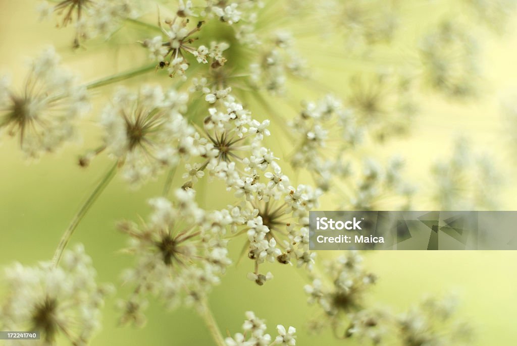 Fleurs sauvages - Photo de Blanc libre de droits