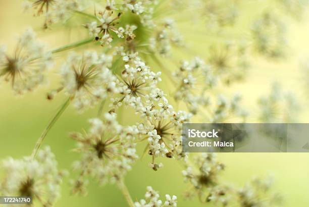 Photo libre de droit de Fleurs Sauvages banque d'images et plus d'images libres de droit de Blanc - Blanc, Couleur verte, Fleur - Flore