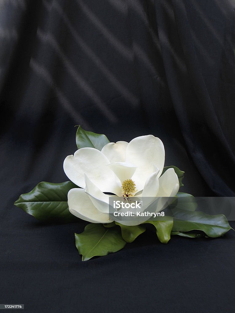 White Magnolia on Black Beautiful white magnolia isolated on blackThe luscious white magnolia is a fragrant and beautiful symbol of the south. Nothing is more delightful than a warm summers evening in the south with the delicate lemonlike fragrance of the magnolia blossoms in the air. Magnolia Stock Photo