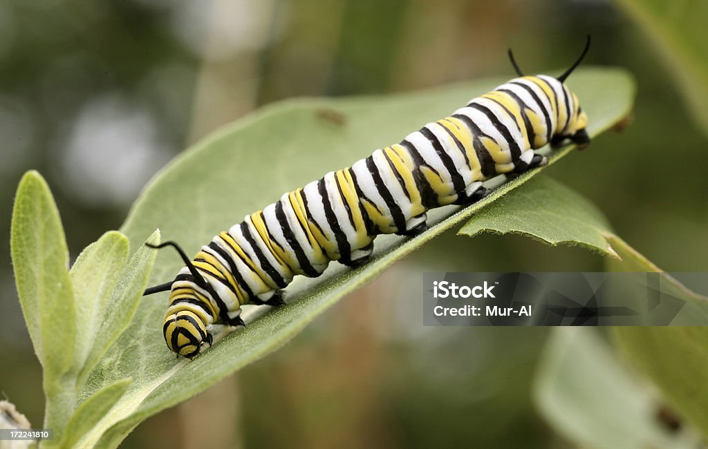 Monarch 쐐기벌레 - 로열티 프리 애벌레 스톡 사진